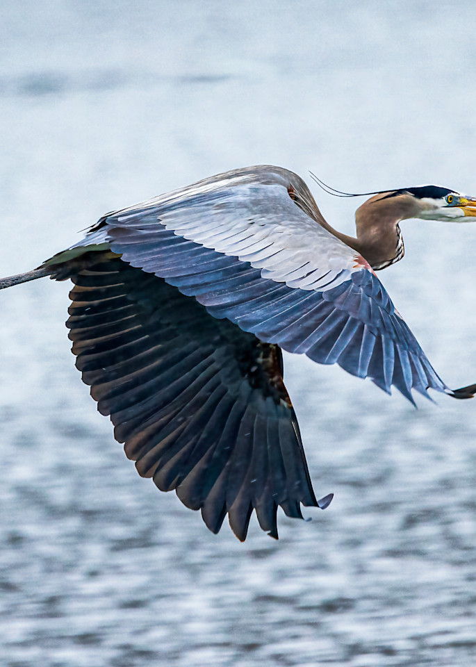 Great Blue Heron Art | Ken Evans Fine Art Photography