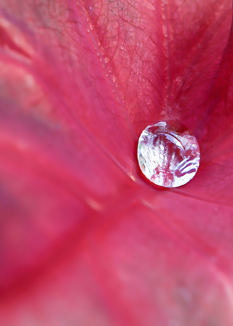 Red Leaf With Rain Drop Art | Sarah E. Devlin Photography