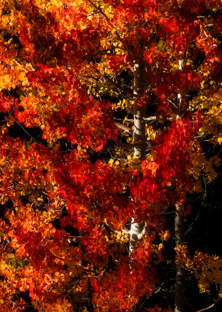 Fall's Sunday Best Photography Art | Jon Berndt Photography