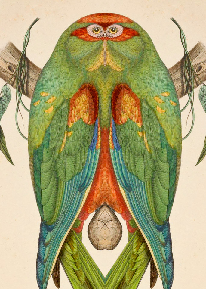 Iconographie ornithologique
Paris :Chez Friedrich Klincksieck [etc., etc.],1849 [i.e. 1845-1849]
http://biodiversitylibrary.org/item/109479