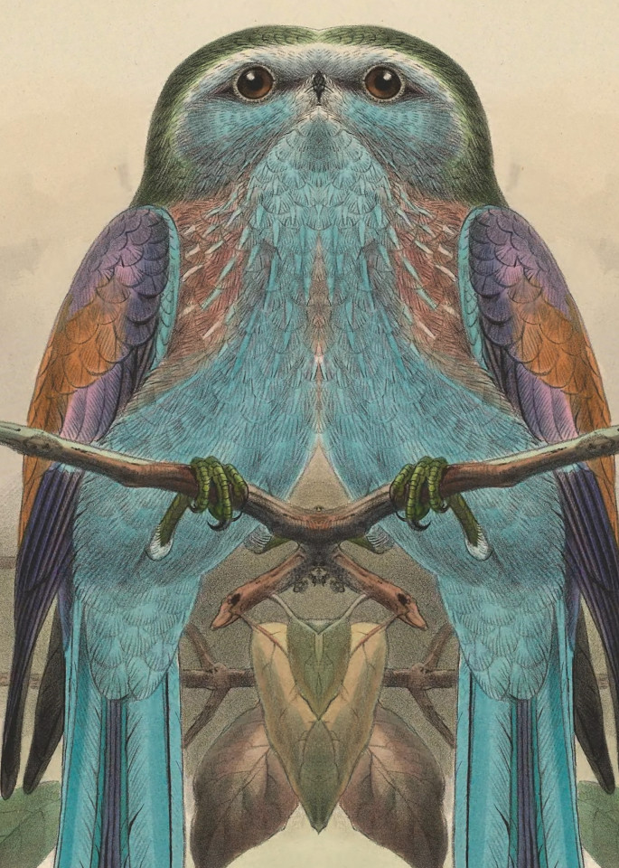 Bilateral Bird 20 2021 Art | Douglas D, Prince
