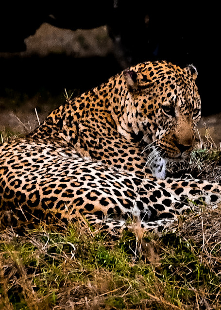 Leopard On The Maasai Mara, Kenya Photography Art | Michael J. Reinhart Photography