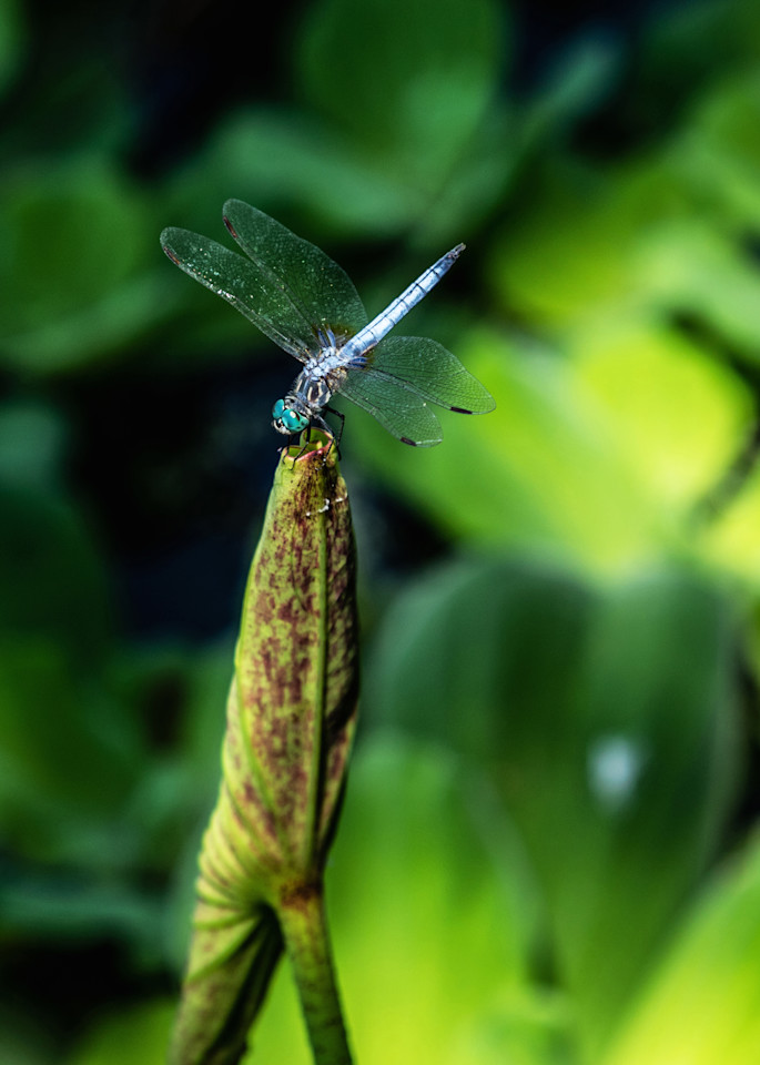 "Dragonfly Reststop"  Photography Art | Sammy Davis Fine Art Photography