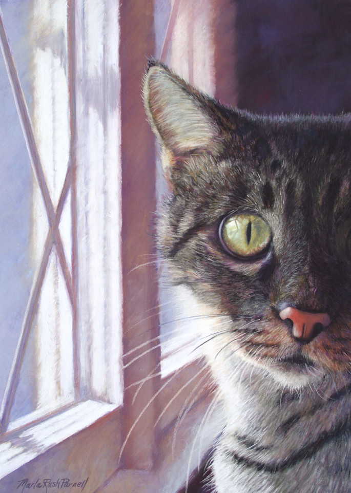 Gray Cat Art Prints | Cat Portraits | Pet Portraits | Parnell Studios