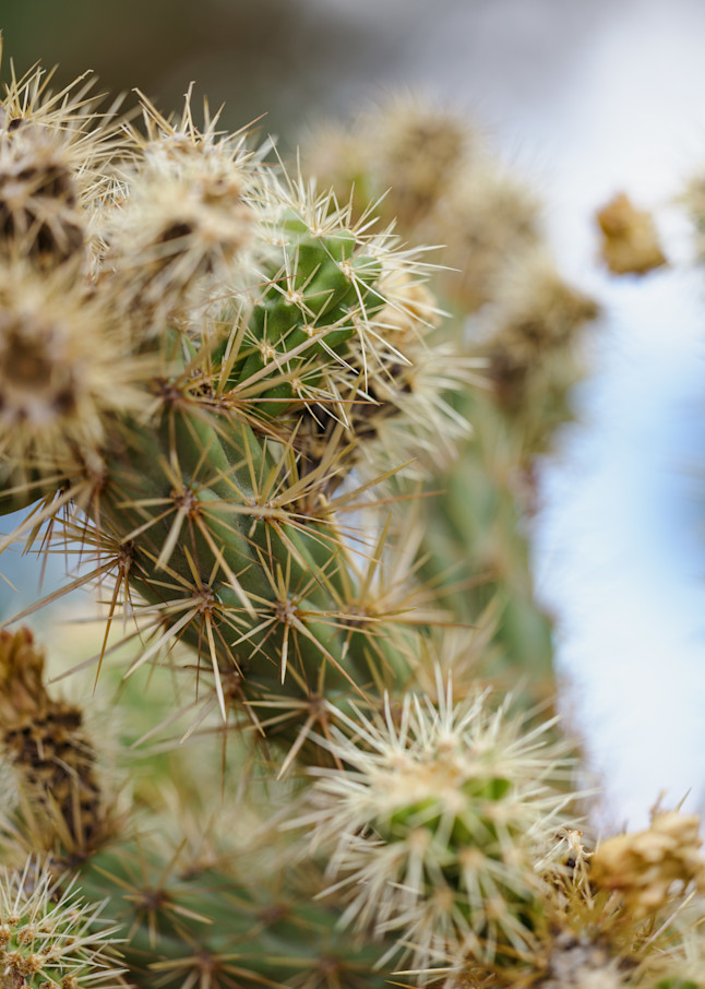 Prickly Beauty Photography Art | Tyanna Renee' Gallery