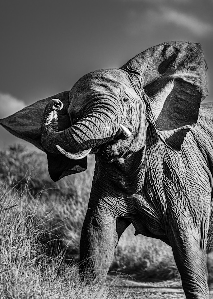 A mother elephant's protective charge in Black and White