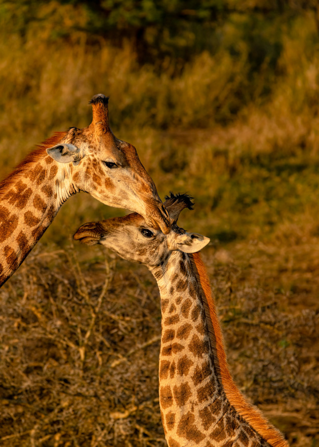 Giraffe Affection  Photography Art | kramkranphoto