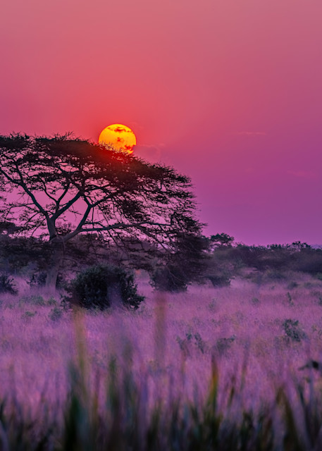Purple Zulu Haze Photography Art | kramkranphoto