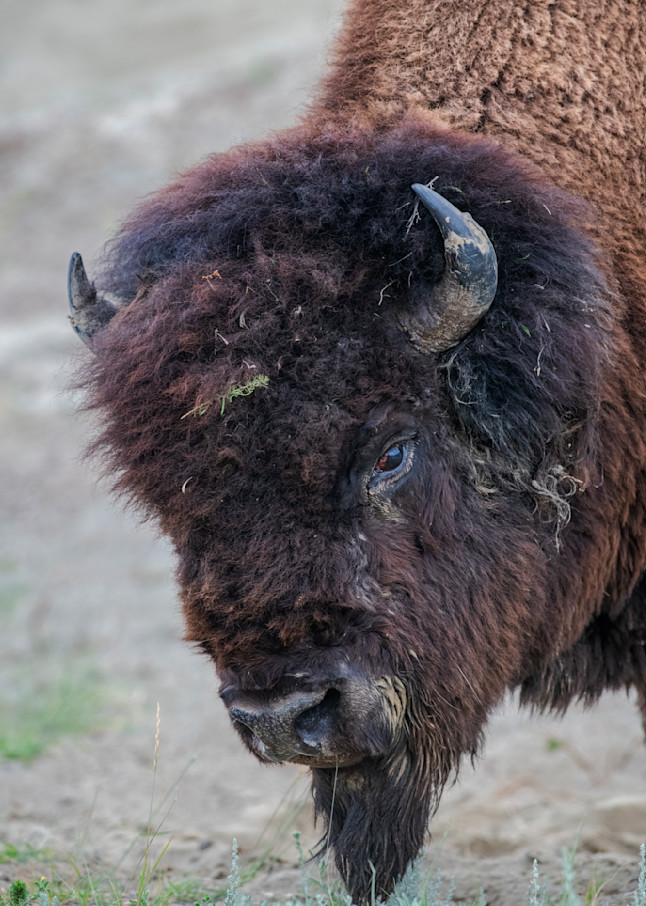 Buffalo head — Theodore Roosevelt National Park fine-art photography prints