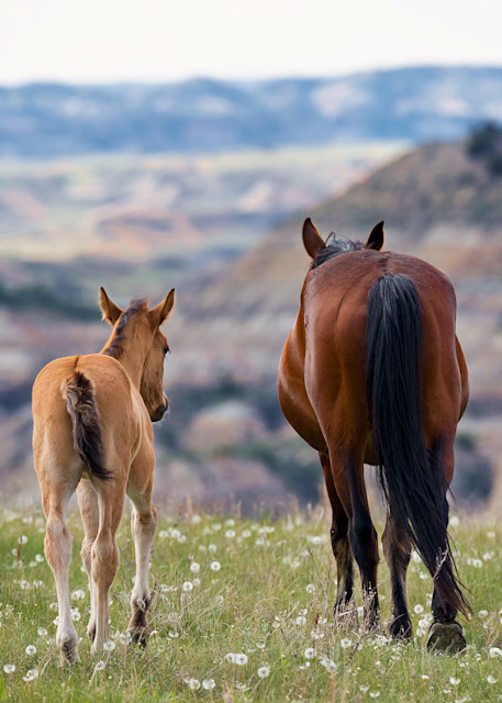 Feral Horses at Theodore Roosevelt National Park