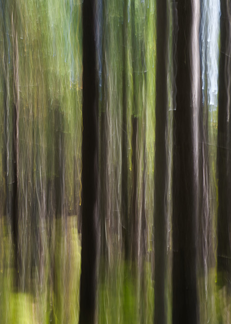 In the Forest | Abstract