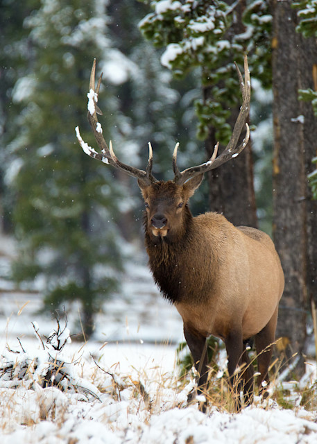 Bull Elk in the Snow | Yellowstone