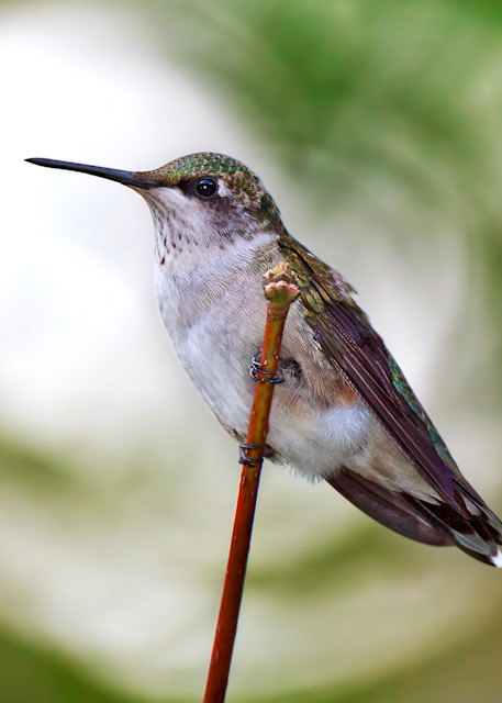 Juvenile Male Ruby-Throated Humming Bird