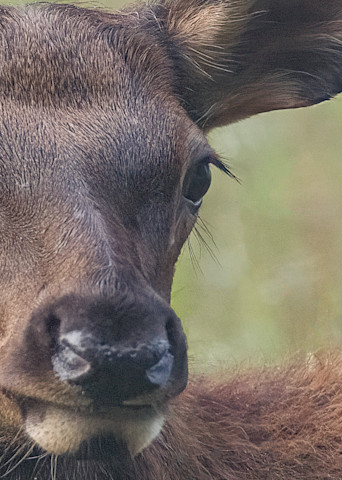 A Cute Calf Elk Print