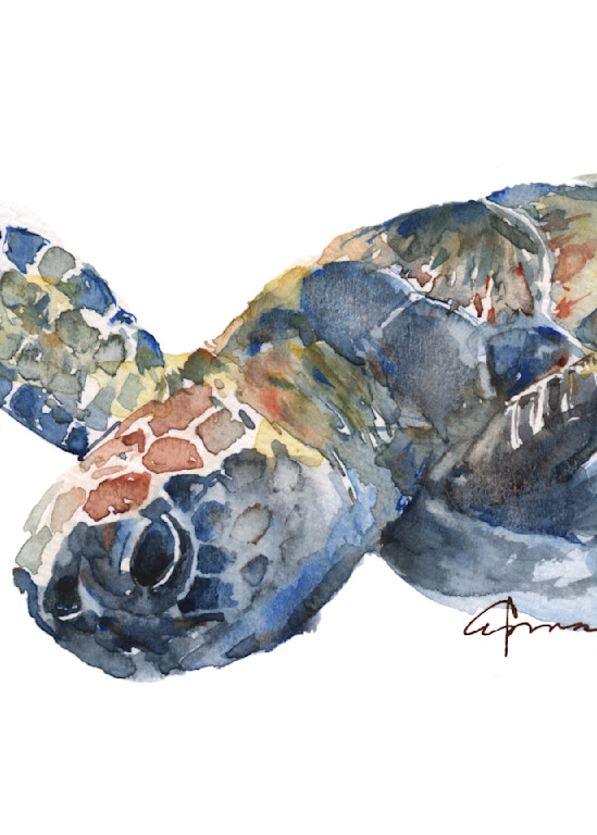 Sea Turtle 1 Watercolor Print | Claudia Hafner Watercolor
