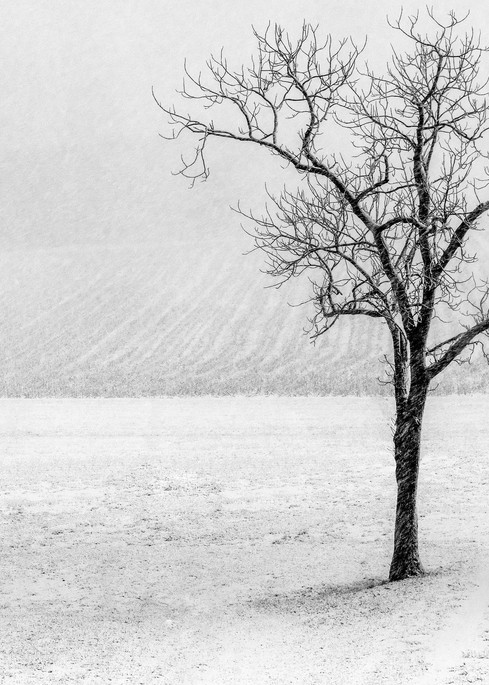 Snowing Solo Tree Art | Ken Evans Fine Art Photography