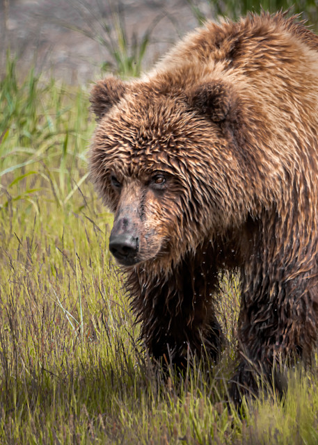 Kim Clune Photography: Bear Out for a Stroll