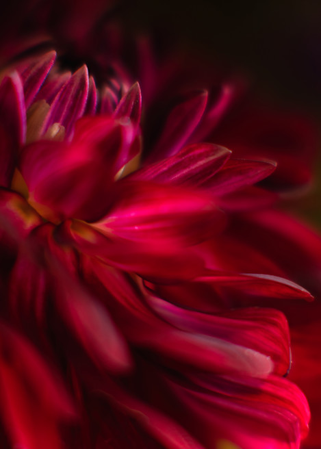 Gorgeous image of Red Dahlia
