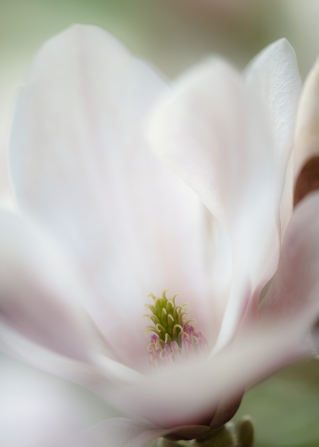 Beautiful White Magnolia Blossom image