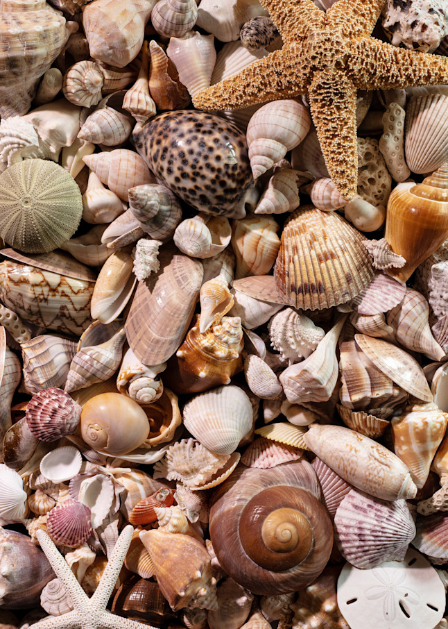 Art print of seashells.