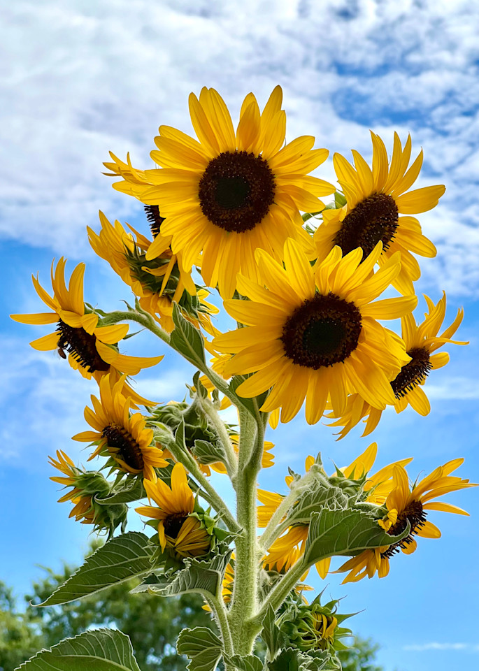 Sunflower 2 Photography Art | Connie Villa Photography