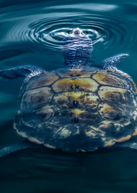 Turtle Island Photography Art | Kim Clune Photography