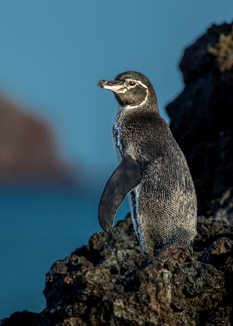Kim Clune Photography: Posturing Penguine