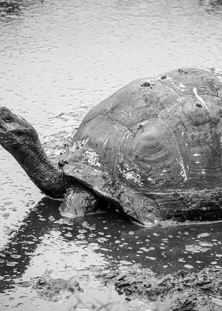 Enzel's Turtle Photography Art | Kim Clune Photography