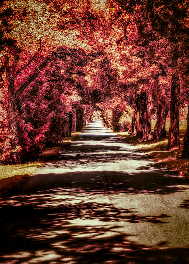 Autumn Roadway