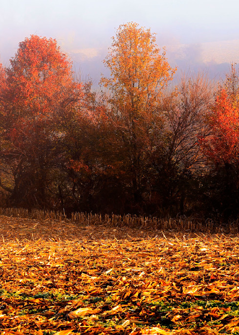 Cut Field Maples Art | Ken Evans Fine Art Photography