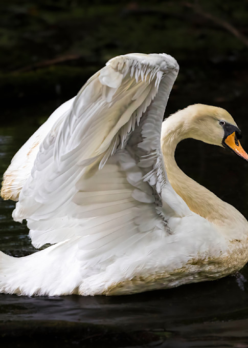 Mute Swan Art | Ken Evans Fine Art Photography