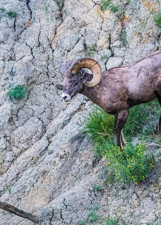 Bighorn Sheep in the Badlands — Theodore Roosevelt National Park fine-art photography prints