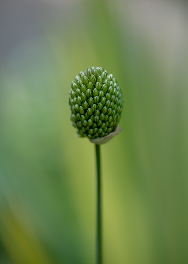 Drumstick Allium Flower Fine Art Print by Sally Halvorsen; available on Canvas, Metal, and more.