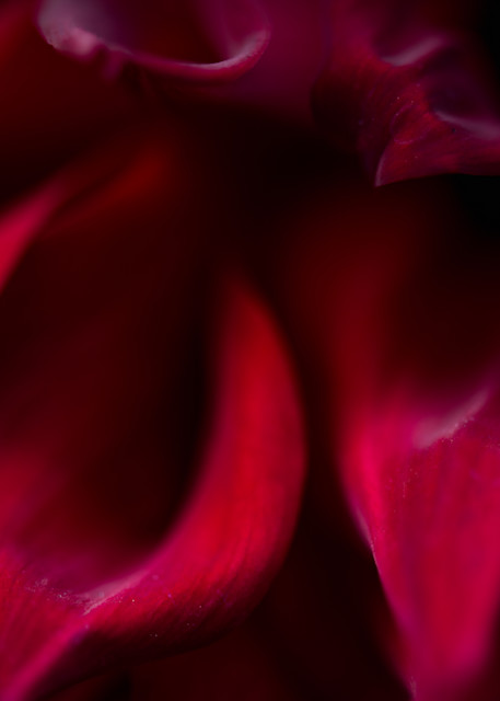 Beautiful Red Dahlia Petals Abstract Print