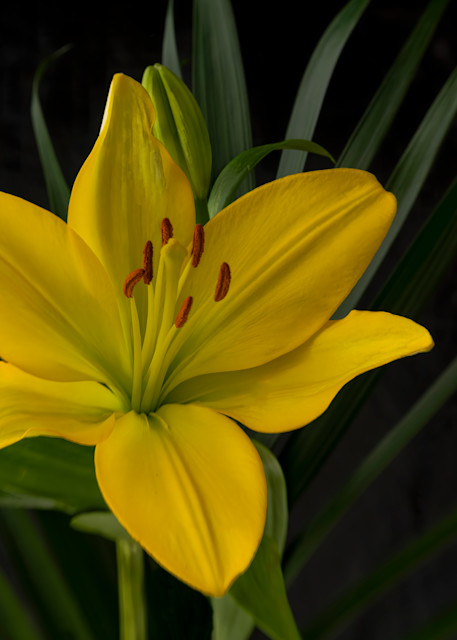 Lily On Green Photography Art | Kendall Photography & Fine Art
