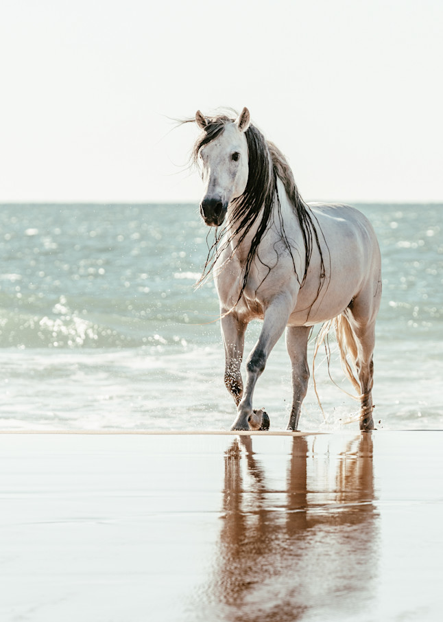 Sea Horse Art | Karen Broemmelsick Photography and Art