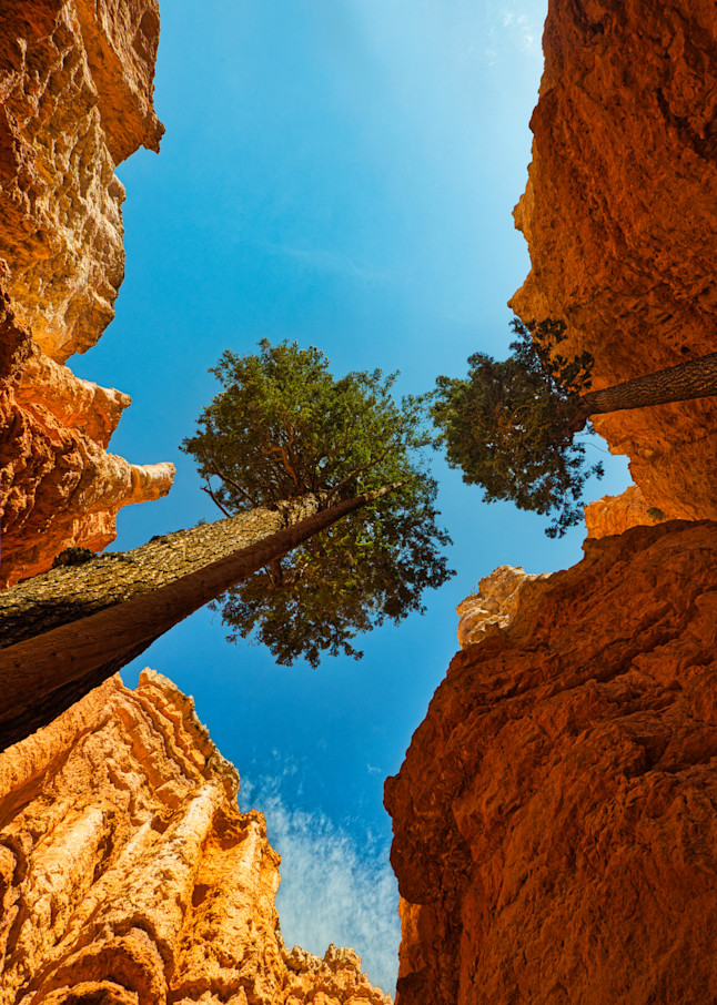Trees in Bryce Canyon National Park
