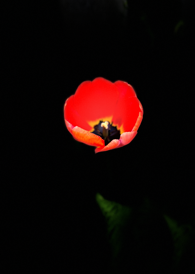 Red Tulip Photography Art | Srini Balram Photography