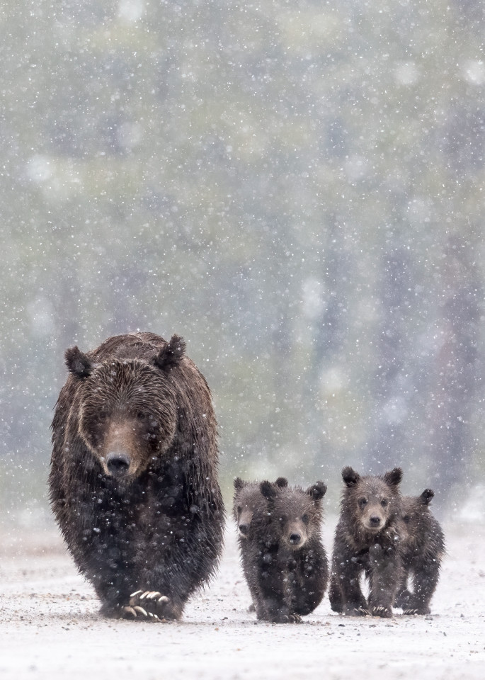 Grizzly 399 And Quadruplets Photography Art | Tom Ingram Photography