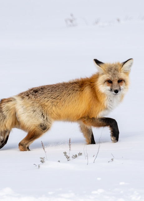 Red Fox In Winter Photography Art | Tom Ingram Photography