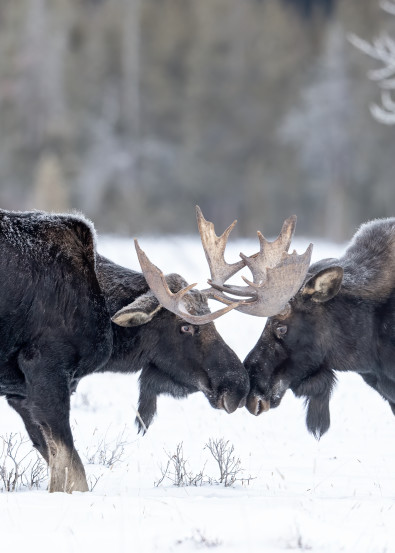 Bull Moose Sparing In Winter Photography Art | Tom Ingram Photography