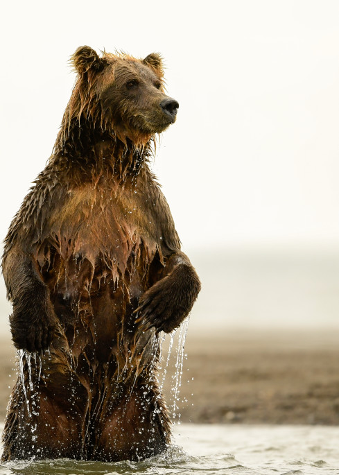 Alaska Brown Bear Looking Out For Cub Photography Art | Tom Ingram Photography