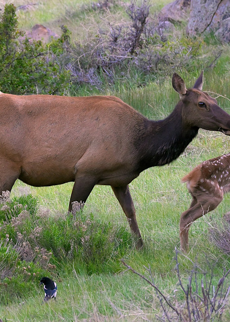 Elk Mother & Calf Photography Art | Nicholas Jensen Photography