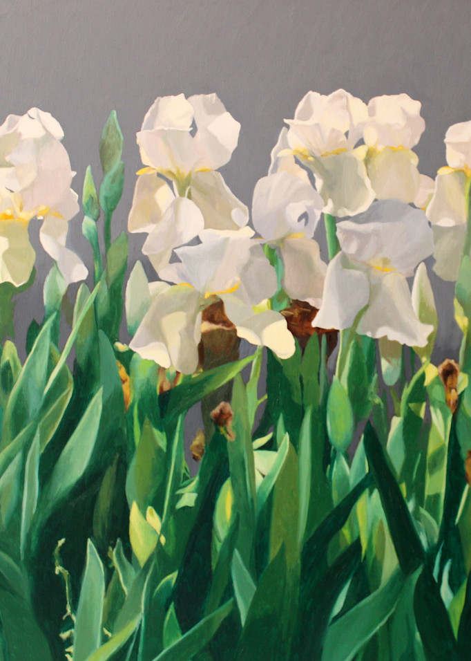 White Iris In Huntsville Art | Helen Vaughn Fine Art