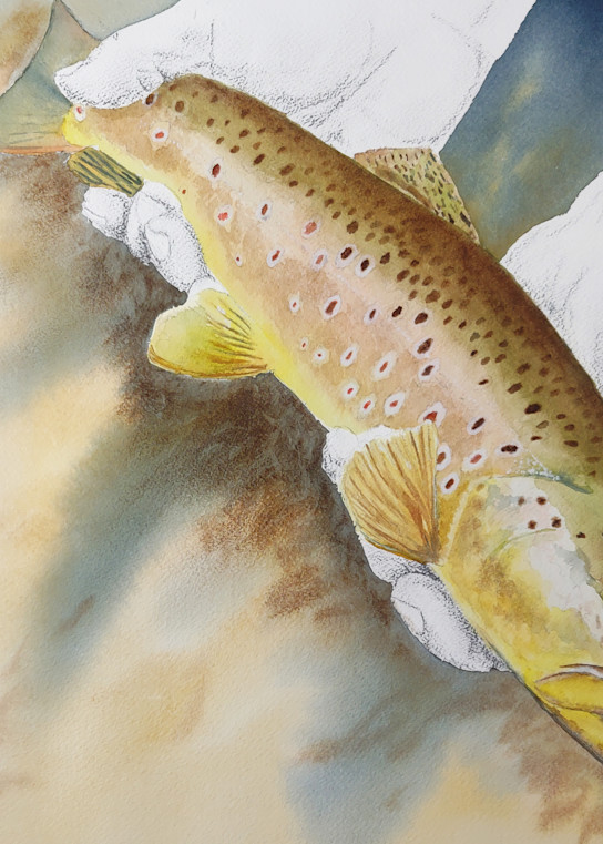 Brown Trout Release Art Ian Rutter Art