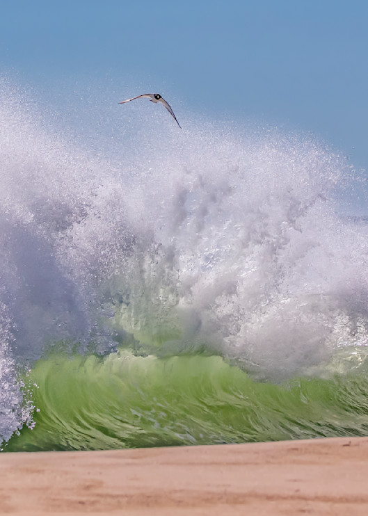 Long Point Wave Bird Flying Free Art | Michael Blanchard Inspirational Photography - Crossroads Gallery