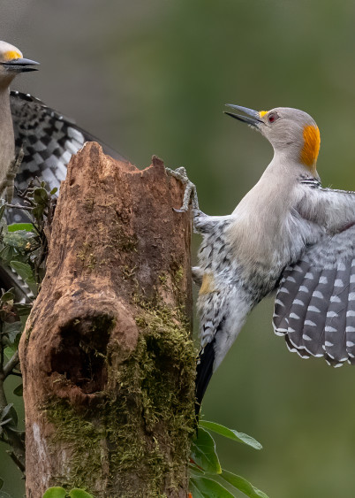 Golden Fronted Woodpecker  Photography Art | Tom Ingram Photography