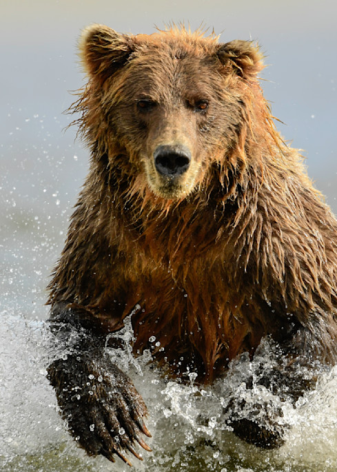 Alaska Brown Bear Fishing Photography Art | Tom Ingram Photography