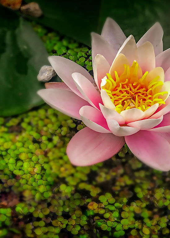 Water Lilly Photography Art | J-M Artography