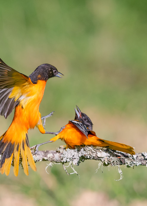 Baltimore Oriole's Interacting  Photography Art | Tom Ingram Photography